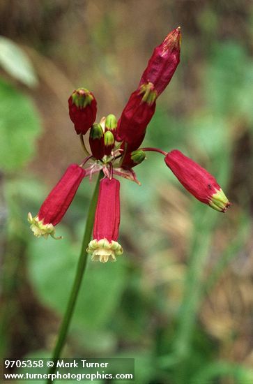 Firecracker Flower blossoms