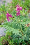 Western Sweetvetch