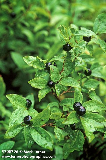 Black Huckleberries wet w/ raindrops