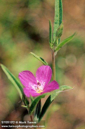 Slender Clarkia blossom