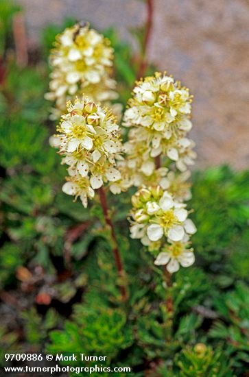Partridge Foot blossoms