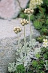 Alpine Pussytoes among rocks