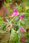 Common (Spring) Vetch
