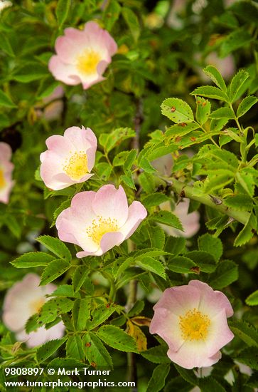 Sweetbriar rose blossoms