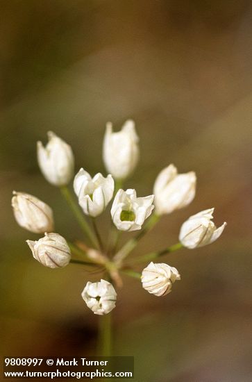 Henderson's Stars flower umbel