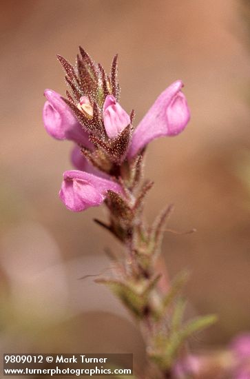 Rosy Owl Clover blossoms detail