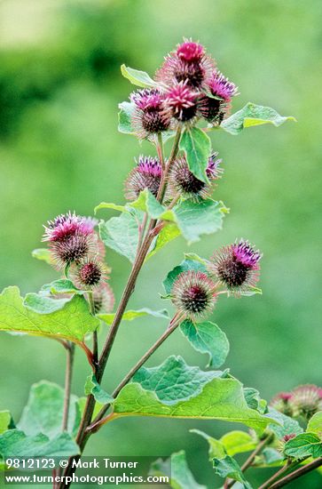 Common Burdock