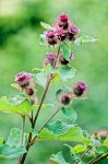 Common Burdock
