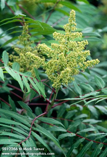 Smooth Sumac