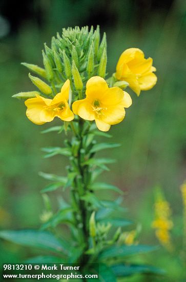 Common Evening Primrose