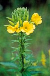 Common Evening Primrose