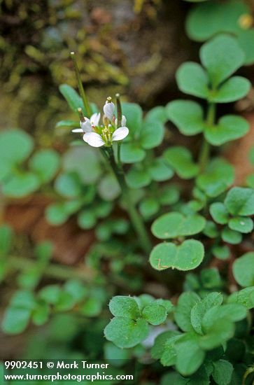 Little Western Bitter Cress