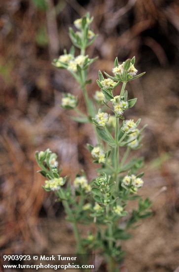 Shrubby Bedstraw