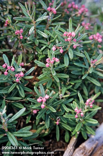 Bog Rosemary