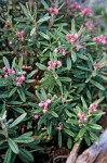 Bog Rosemary