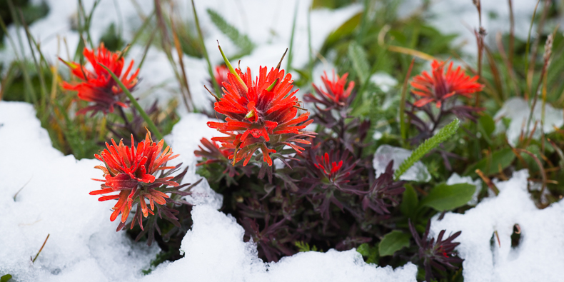 Castilleja rupicola
