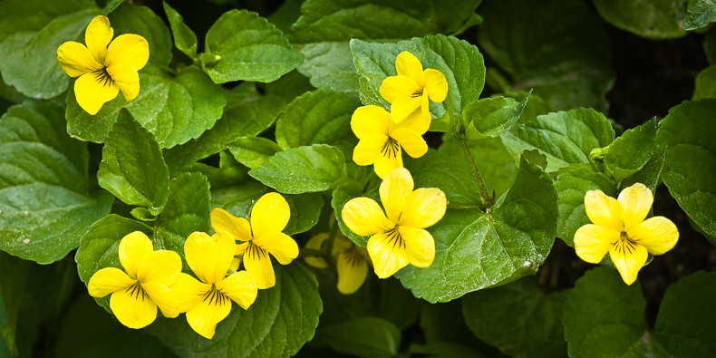 Viola glabella