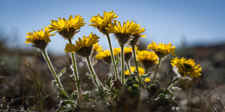 Erigeron aureus