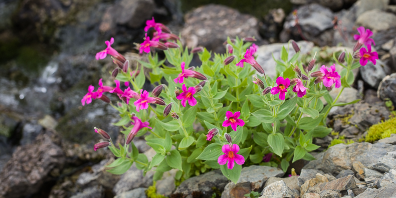 Erythranthe lewisii